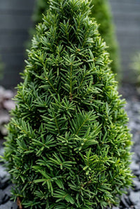 Foliage Close Up · Yew needles on a cone, clipped tight from tip to base