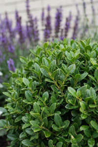 Foliage Close Up · Dense clipped ball with purple salvia spires rising behind it