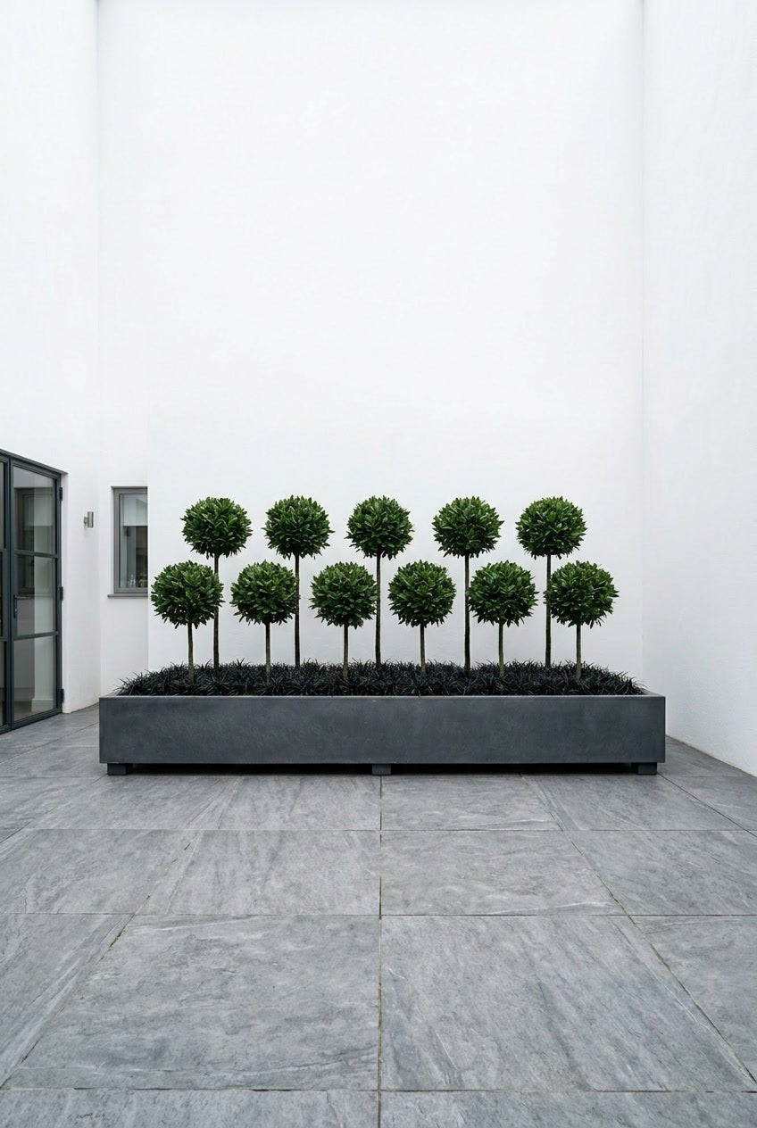The Lollipop Forest — Architectural Collection with Massed Mini Lollipops