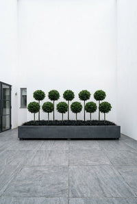 Showcase · Eleven lollipops in two staggered rows in a long trough against a white courtyard wall