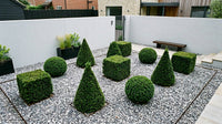 Showcase · Wide view of the mixed geometry set out in rows across a walled gravel garden