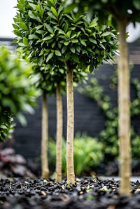 Foliage Close Up · Detail of pale bay laurel stems rising from black mulch beneath the clipped heads