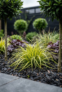 Foliage Close Up · Golden variegated Carex fanning out over slate mulch between two bay laurel stems