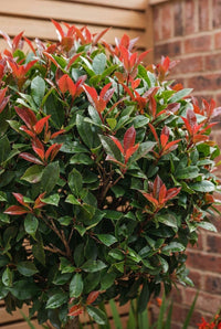 Foliage Close Up · Photinia 'Red Robin' with scarlet new growth over glossy dark leaves