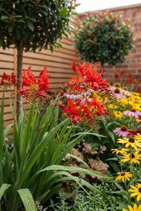 Foliage Close Up · Scarlet crocosmia flowers arching over strap-like leaves with the lollipop trees behind