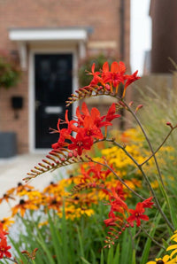 Foliage Close Up · Arching stem of scarlet crocosmia flowers, black front door blurred beyond