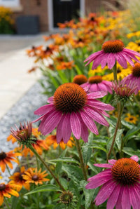 Foliage Close Up · Pink coneflower with a bronze central cone, orange rudbeckia massed behind