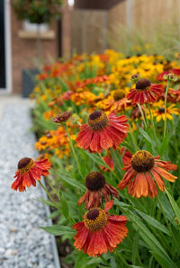 Foliage Close Up · Rust-orange helenium daisies nodding over the gravel path edge