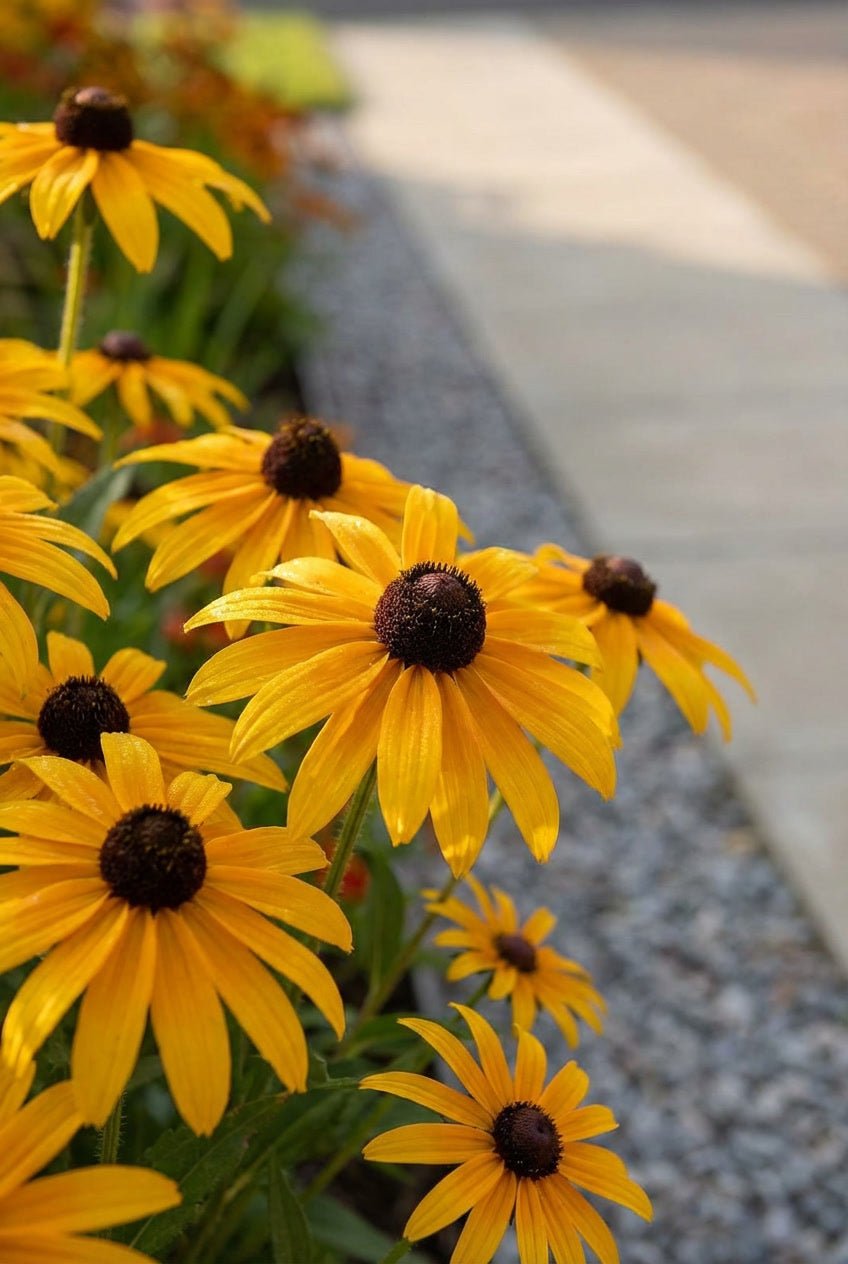 The Warm Summer Bundle — Entrance Transformation with Photinia Lollipop Topiary Pair