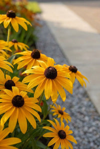 Foliage Close Up · Golden rudbeckia flowers with dark brown centres lining the pale paving