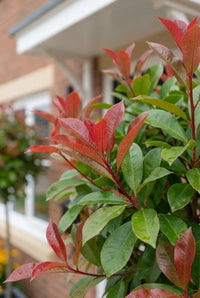 Foliage Close Up · Photinia foliage, bright red young leaves against older deep green ones