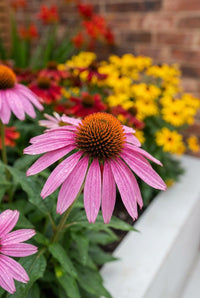 Foliage Close Up · Pink coneflower in close-up with yellow rudbeckia blurred behind the planter edge
