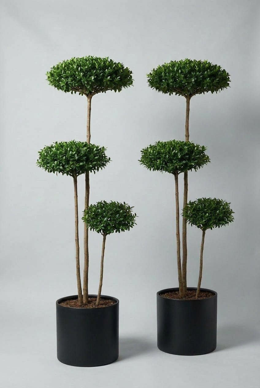 A hand-matched wax leaf privet cloud-form topiary pair with sculptural evergreen canopies, ideal for contemporary garden design, entrance symmetry, and architectural planting.