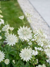 Foliage Close Up · White astrantia flowers held above their leaves at the lawn edge