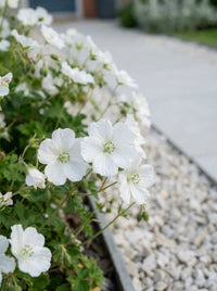Foliage Close Up · White cranesbill geranium flowering along the edge of the pale paved path