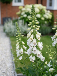 Foliage Close Up · Tall white foxglove spire, its speckled bells opening beside the gravel path