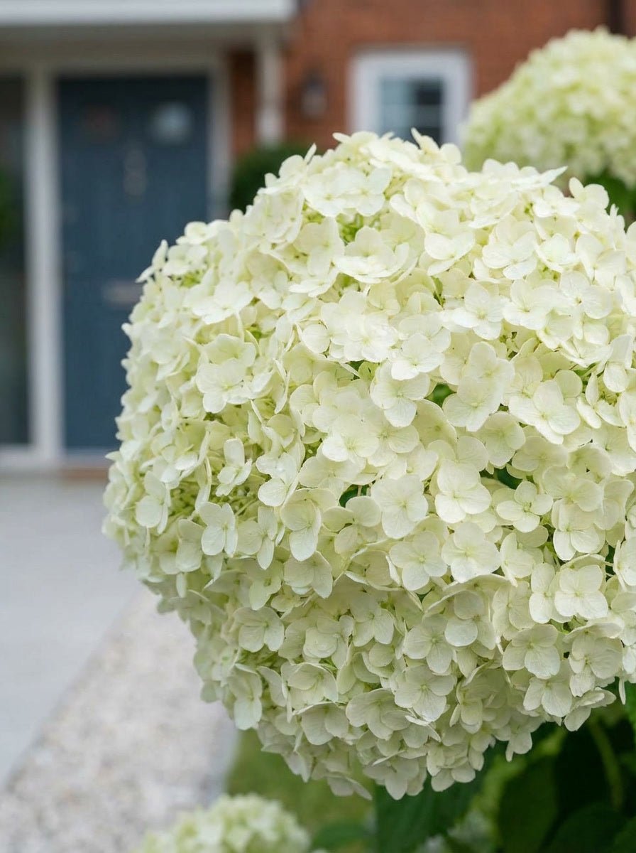 The White Evening Garden — Entrance Transformation Bundle with Portuguese Laurel Topiary Pair