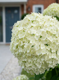 Foliage Close Up · One large creamy-white hydrangea head close up, the blue front door soft behind