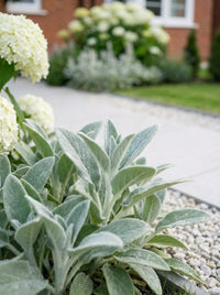 Foliage Close Up · Silver lamb's ear foliage in the foreground with creamy hydrangea heads behind
