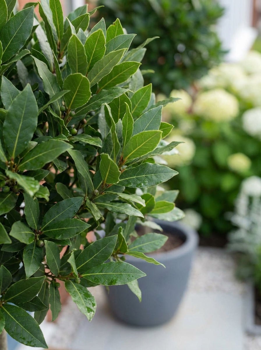 The White Evening Garden — Entrance Transformation Bundle with Portuguese Laurel Topiary Pair