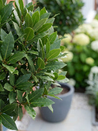 Foliage Close Up · Bay laurel leaves and small green berries on a lollipop head in a grey pot