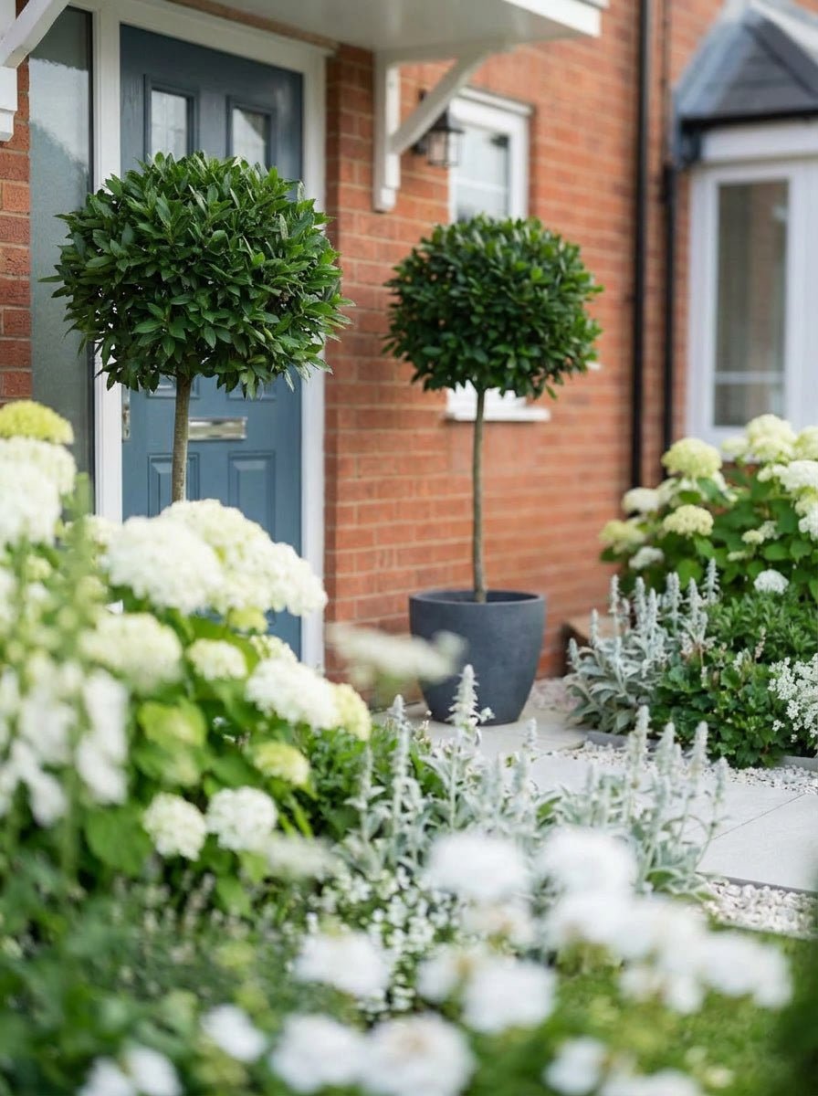 Showcase · Laurel lollipop pair beside a blue-grey front door, white hydrangeas and lamb's ear filling the border