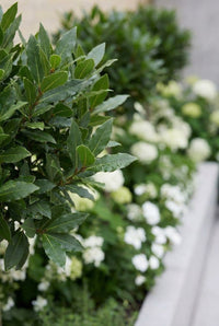 Foliage Close Up · Bay laurel leaves on a clipped head with white hydrangeas beyond