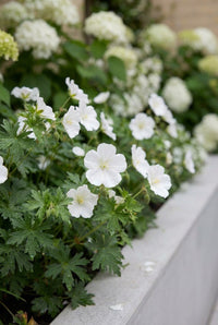 Foliage Close Up · White hardy geraniums flowering in a low drift beneath the hydrangeas