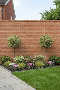 Showcase · Finished winter border running along a brick wall between two holly lollipops