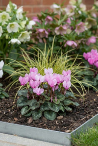 Pink cyclamen in flower beside golden Carex, hellebores behind in a steel-edged bed