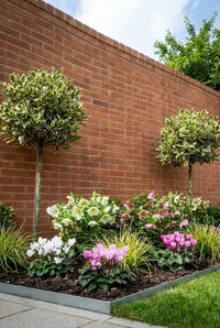 Showcase · Pair of variegated holly lollipops against a red brick wall above hellebores and pink cyclamen