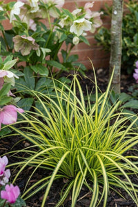 Foliage Close Up · Clump of Carex Evergold, cream-striped blades arching out over dark bark mulch