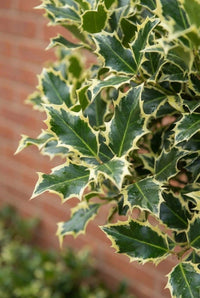 Foliage Close Up · Glossy holly leaves edged in cream, the spined margins catching the light