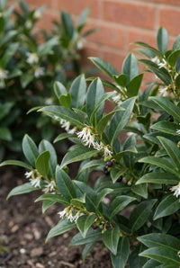 Foliage Close Up · Sarcococca in flower, narrow white tassels and black berries among dark green leaves