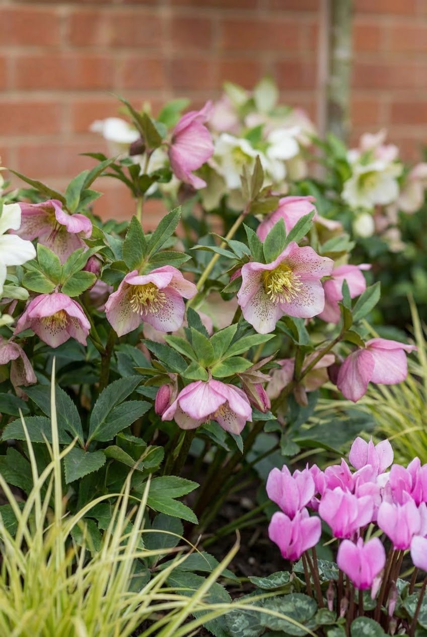 The Winter Structure — Border by the Metre with Variegated Holly Lollipop Topiary