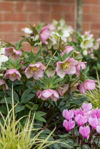 Foliage Close Up · Hellebores nodding in soft pink and cream above serrated foliage, cyclamen alongside