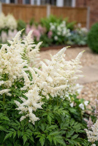 Foliage Close Up · Creamy white astilbe plumes arching over a gravel path in a shaded bed