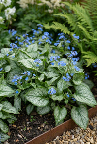 Foliage Close Up · Silver-marbled brunnera leaves under sprays of small blue forget-me-not flowers