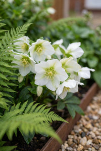Foliage Close Up · White hellebore flowers open among unfurling fern fronds along a rusted steel edge