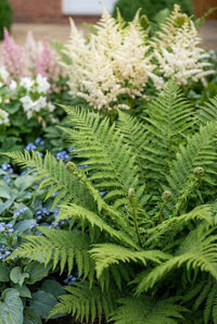 Foliage Close Up · Male fern spreading fresh green fronds, astilbe and hellebores behind it