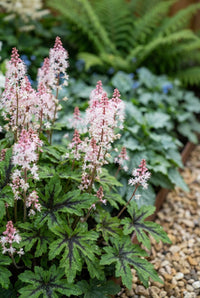 Foliage Close Up · Pink-tinged tiarella spikes above dark-marked leaves, ferns filling the space behind