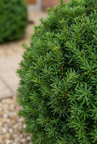 Foliage Close Up · Dense yew foliage on a clipped ball, the second ball soft in the distance