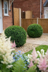 Showcase · Two clipped yew balls on gravel beside the front door, astilbe and ferns in the foreground