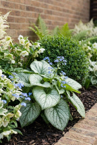 Foliage Close Up · Brunnera's silver heart-shaped leaves and sprays of tiny blue flowers beside a yew ball