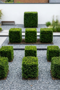 Showcase · Grid of clipped yew cubes set in steel-edged beds within grey gravel