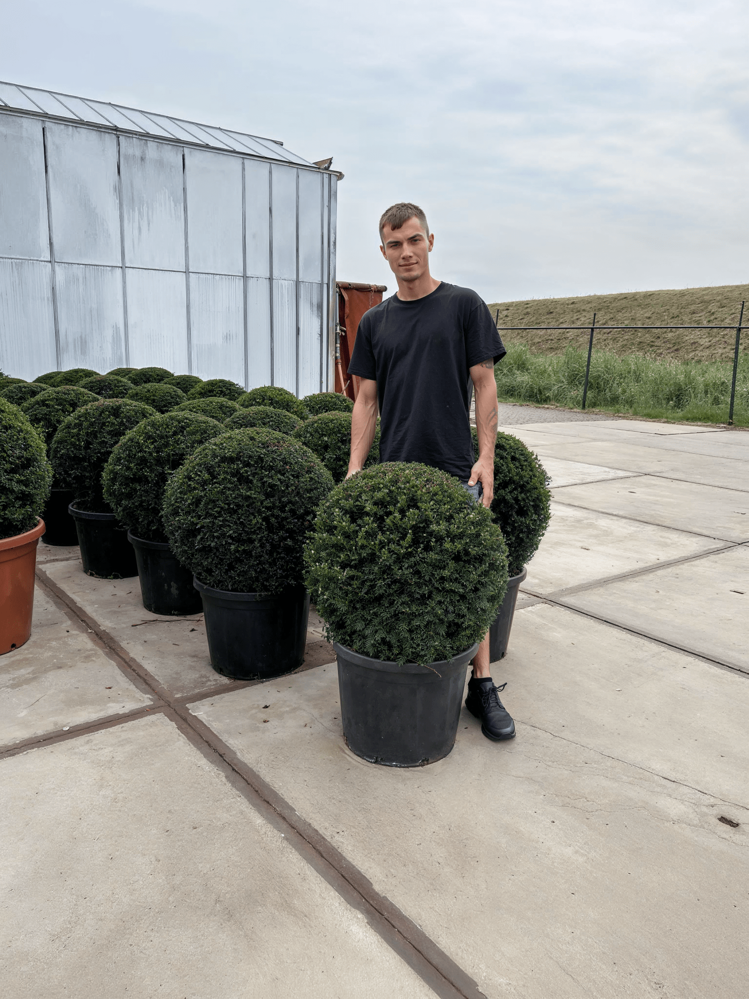 Man standing beside large yew topiary balls in outdoor nursery under soft daylight.