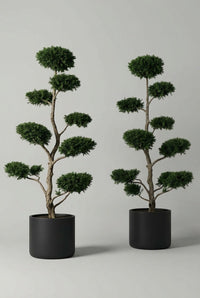Studio · Rei and Morrow in black pots, dark green yew pads layered up two pale multi-stemmed trunks.