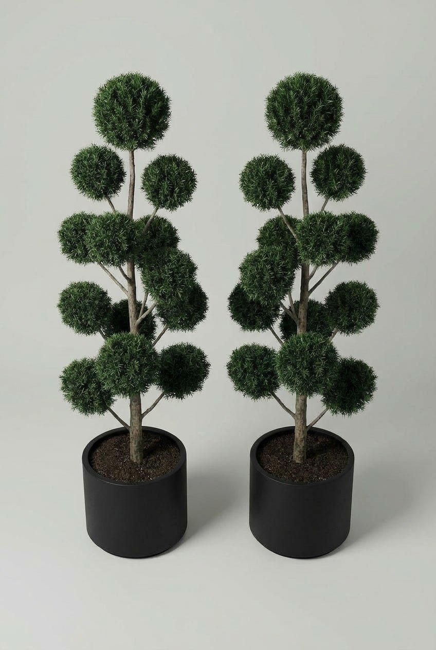 A matched pair of yew (Taxus baccata) pom-pom topiary trees with dense evergreen spheres, styled for symmetrical garden design, formal entrances, and classic doorway planting.