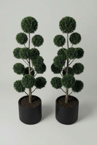 Studio · The yew pom-pom pair at a slight angle, spheres layered thickly from the pot rim upwards.