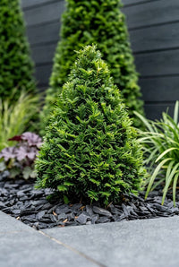 Foliage Close Up · Small yew cone in the foreground with taller cones and heuchera behind on slate mulch